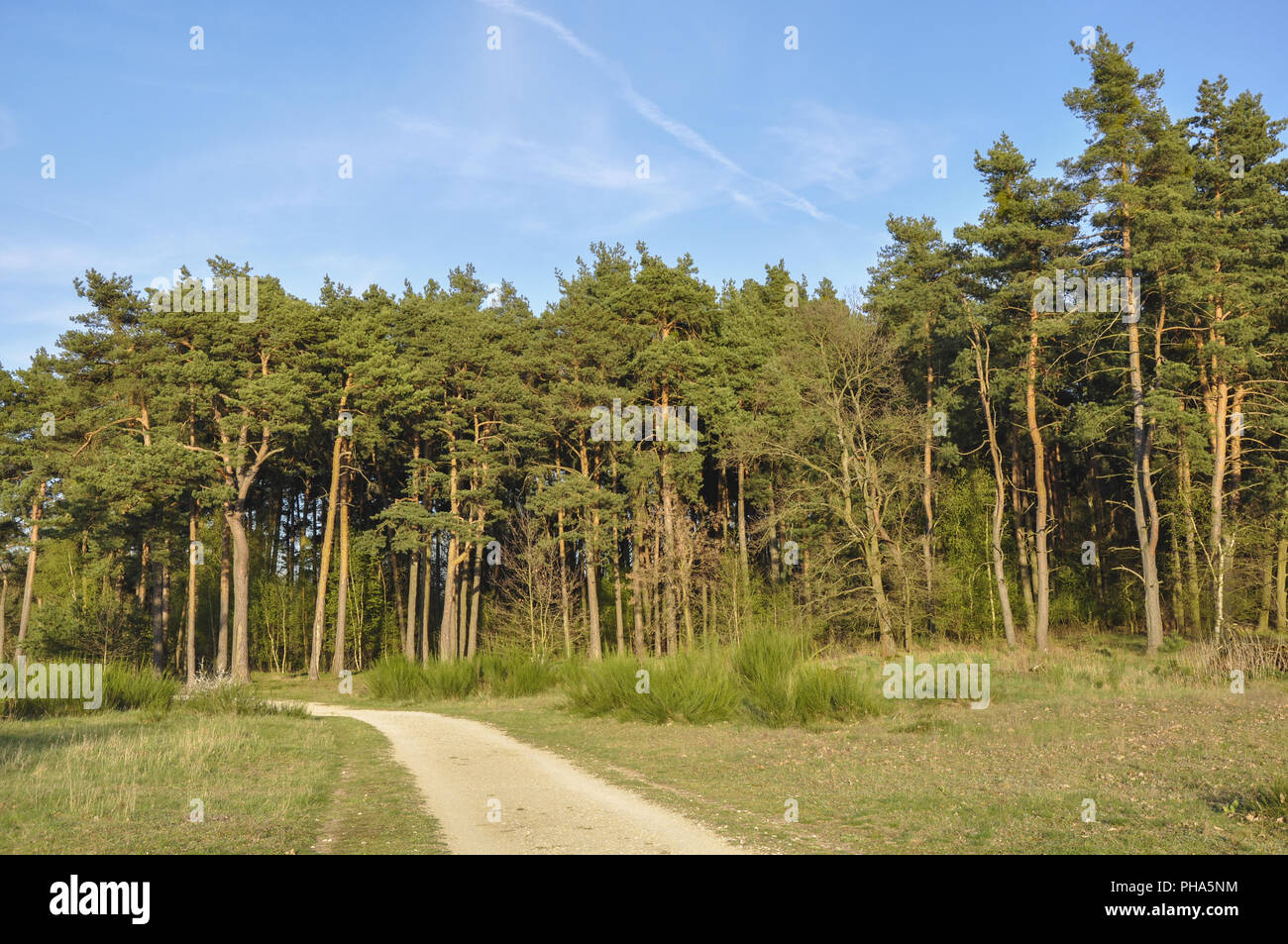 Forêt de pins en paysage protégé, Franconie, Allemagne Banque D'Images