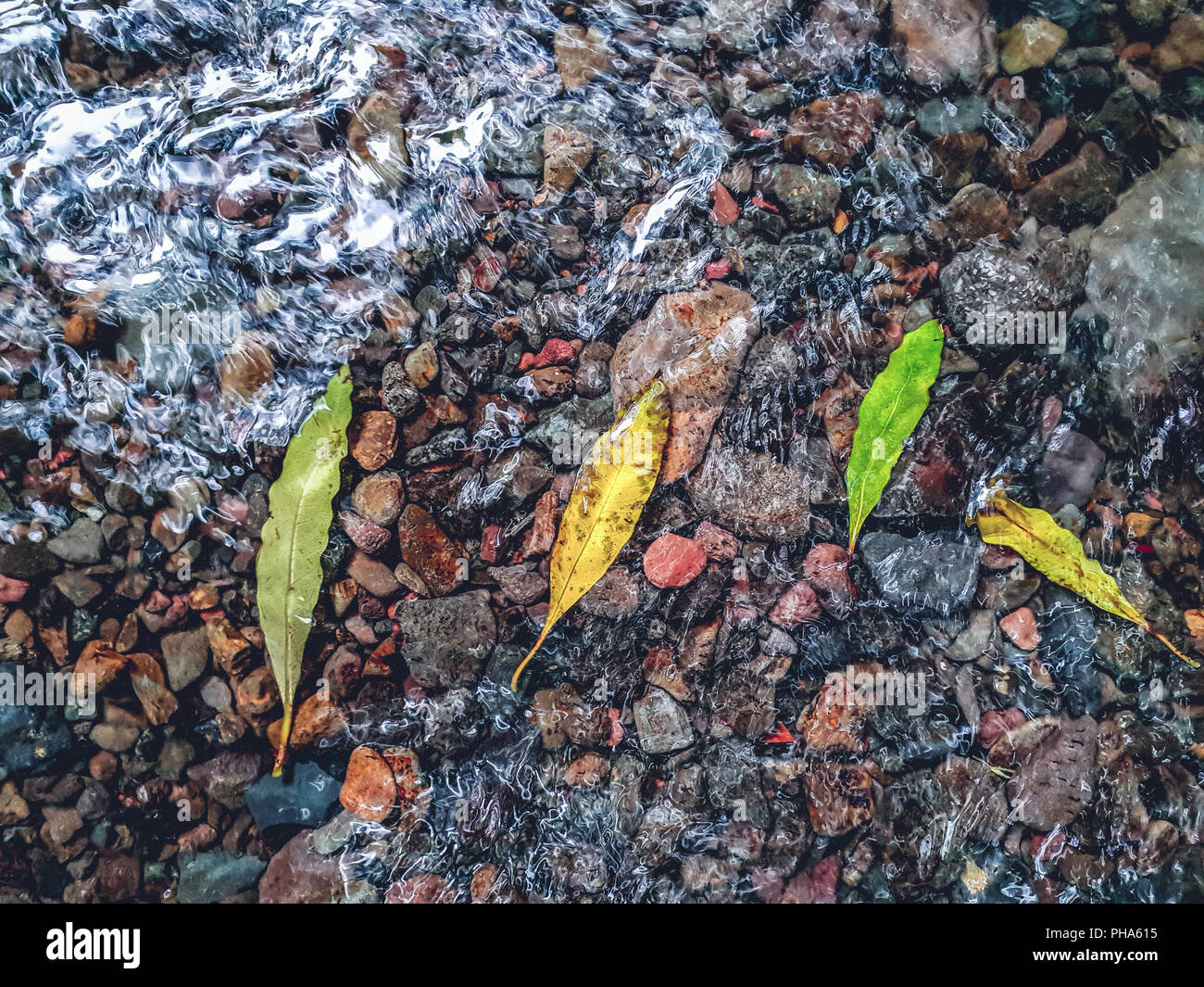 Quatre feuilles colorées dans l'eau d'une rivière au cours de l'automne Banque D'Images