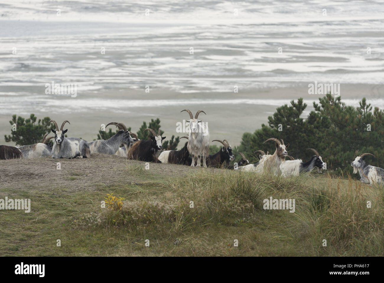 Les chèvres dans les dunes de l'île de Terschelling Banque D'Images