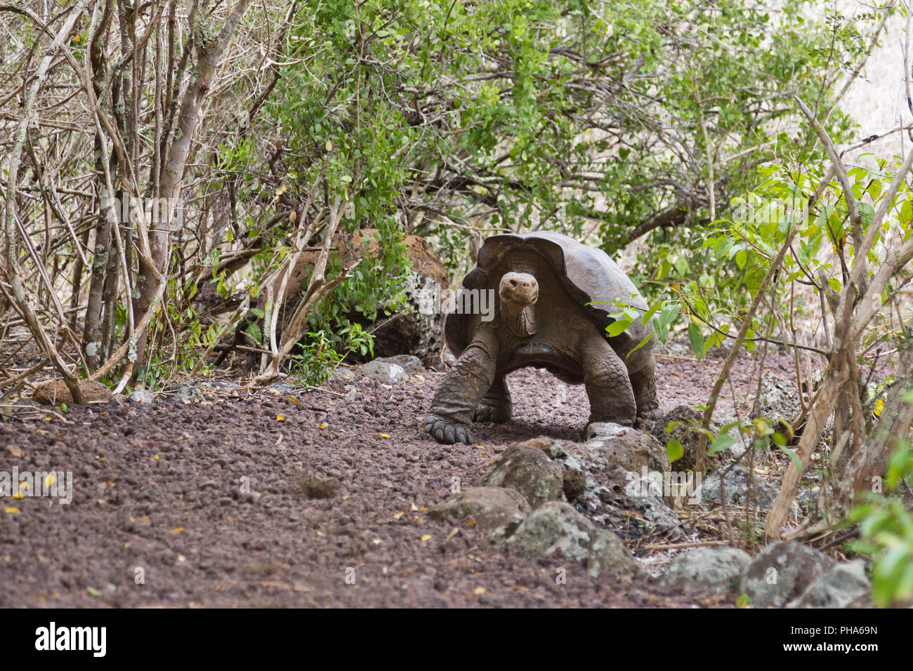 Tortue géante des Galapagos (CHELONOIDIS COMPLEXES) Banque D'Images