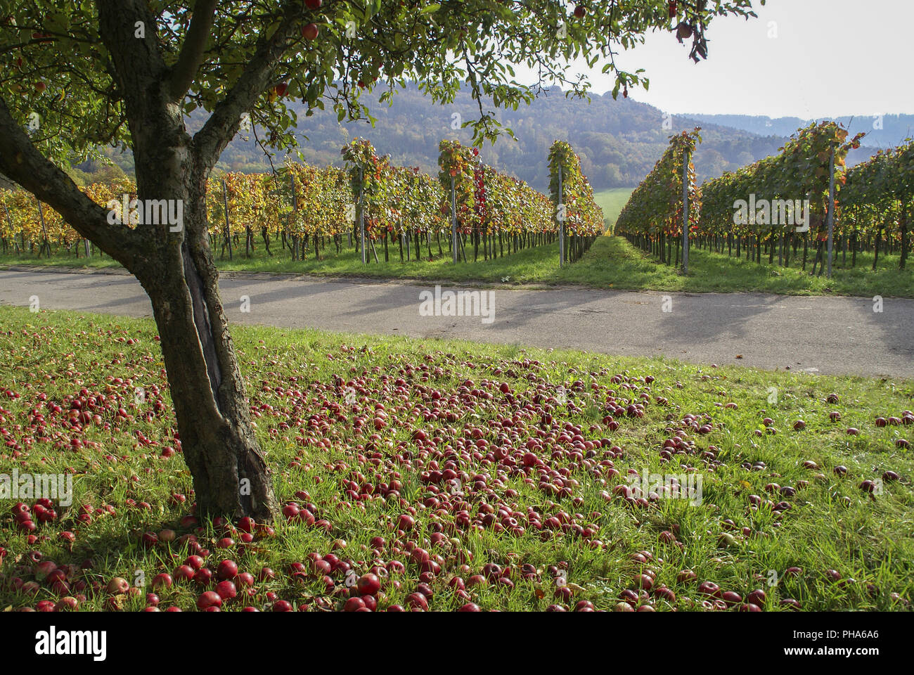 Apple Tree dans les vignobles à proximité Oehringen, Allemagne Banque D'Images