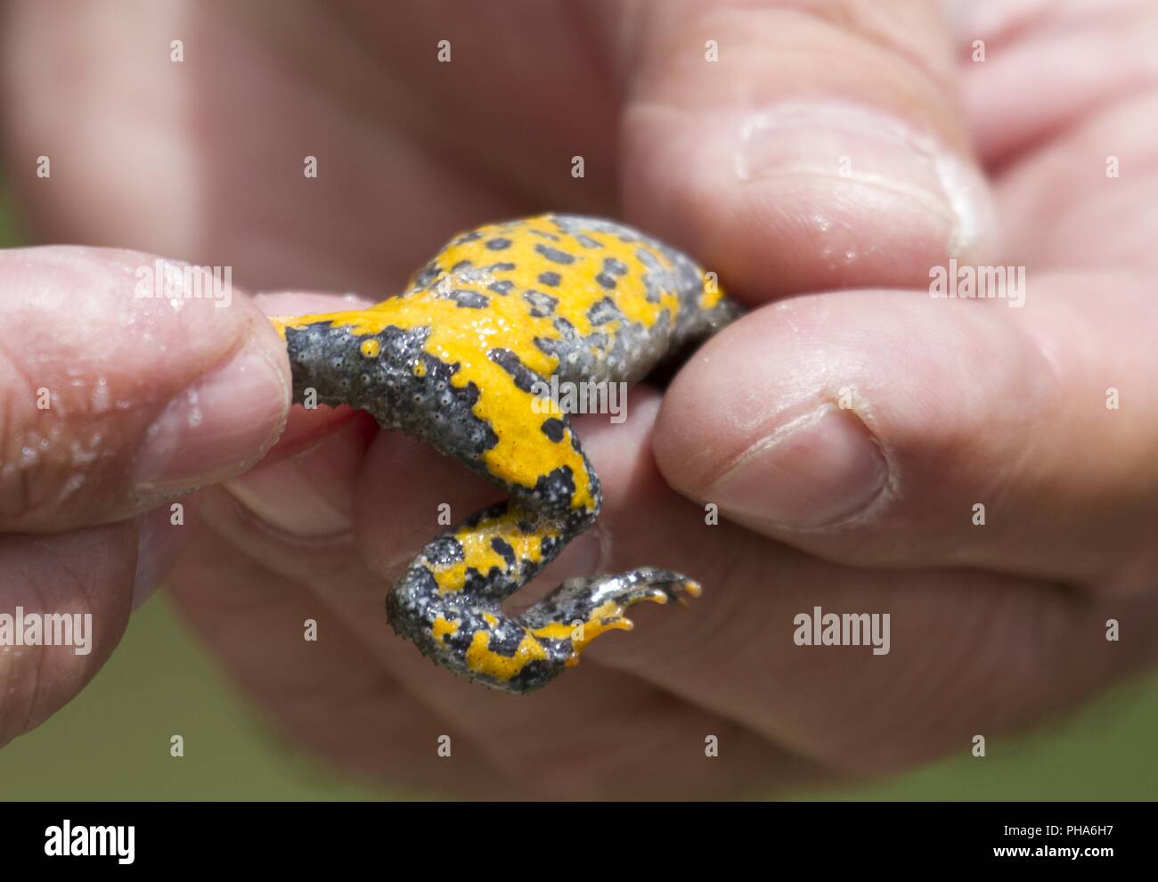 Ventre Jaune (Toad), Königstein-Mountains, Roumanie Banque D'Images