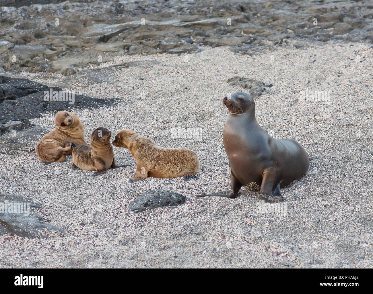 LION DE MER GALAPAGOS AVEC LES JEUNES Banque D'Images