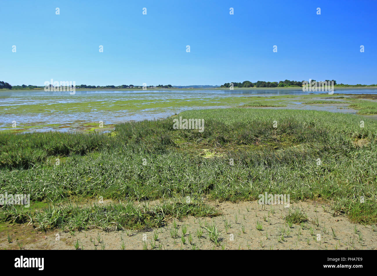 Marais de sel avec Salicornia, France Banque D'Images