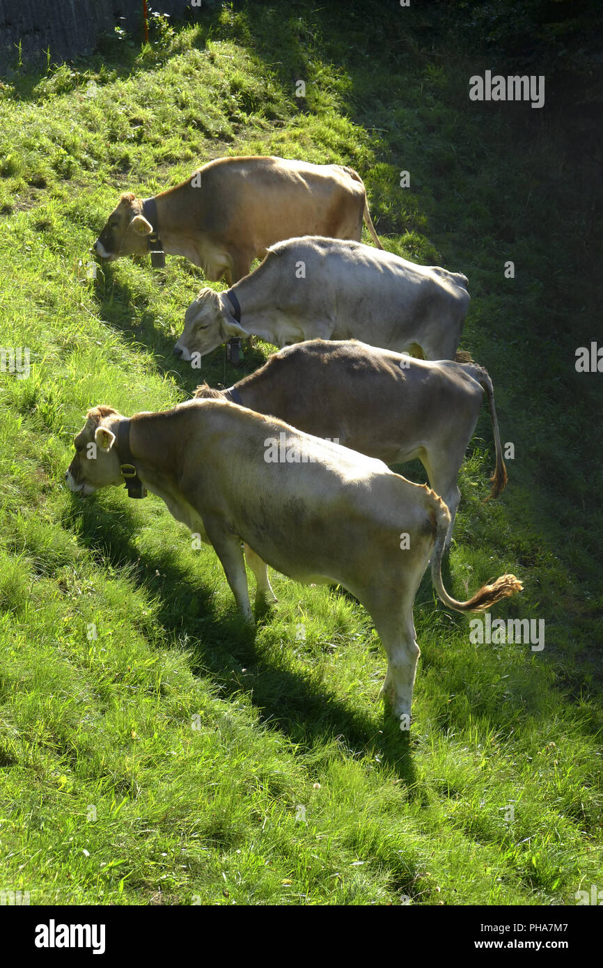 Vaches broutant Banque D'Images