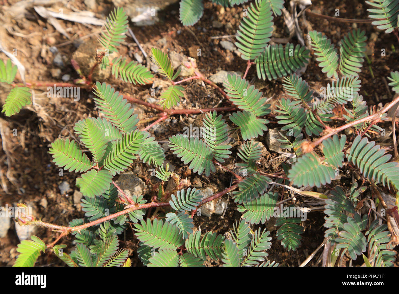 L'Ile Maurice, ne me touche pas, Mimosa pudica Banque D'Images