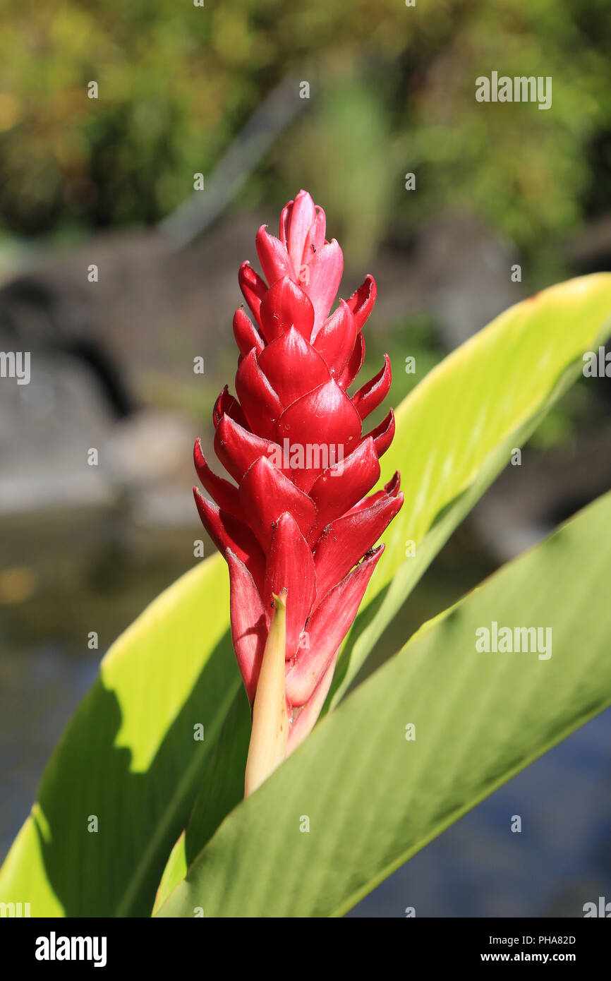 Fleur de gingembre rouge, alpinia purpurata Banque D'Images