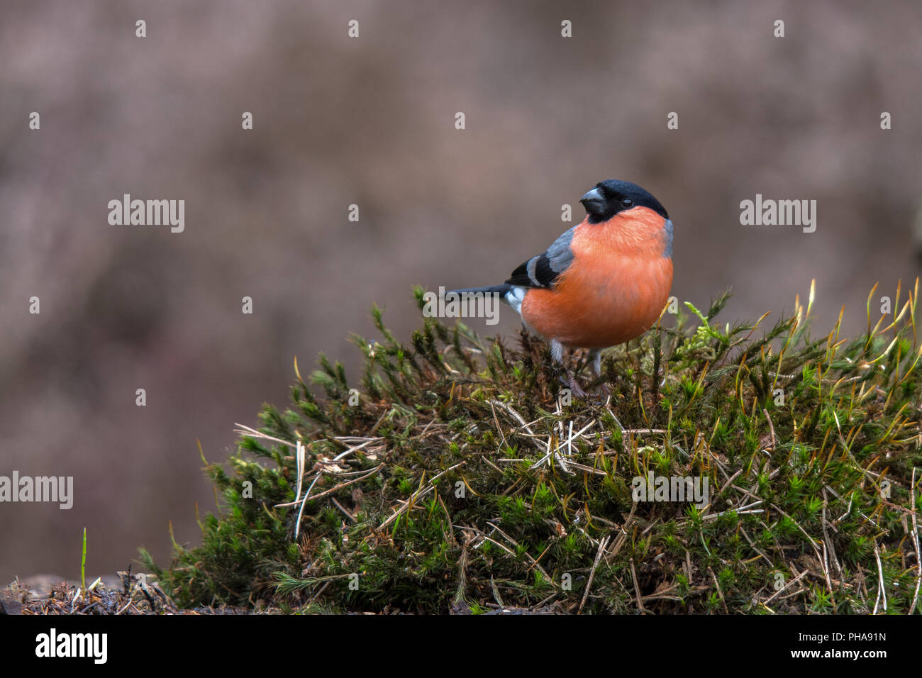 Canard colvert Banque D'Images