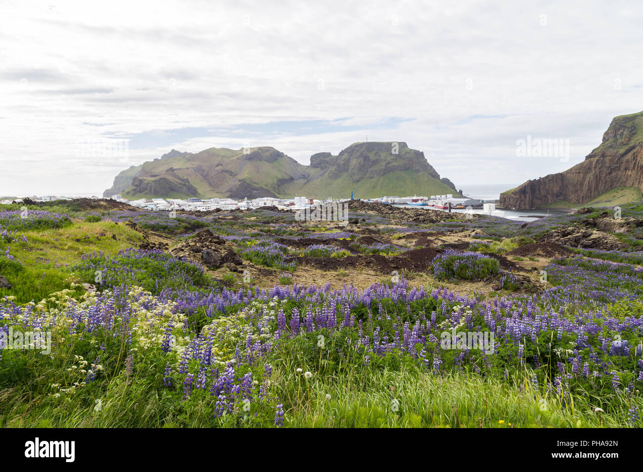 Champ lupin sur la lave, volcan Eldfell, Islande Banque D'Images