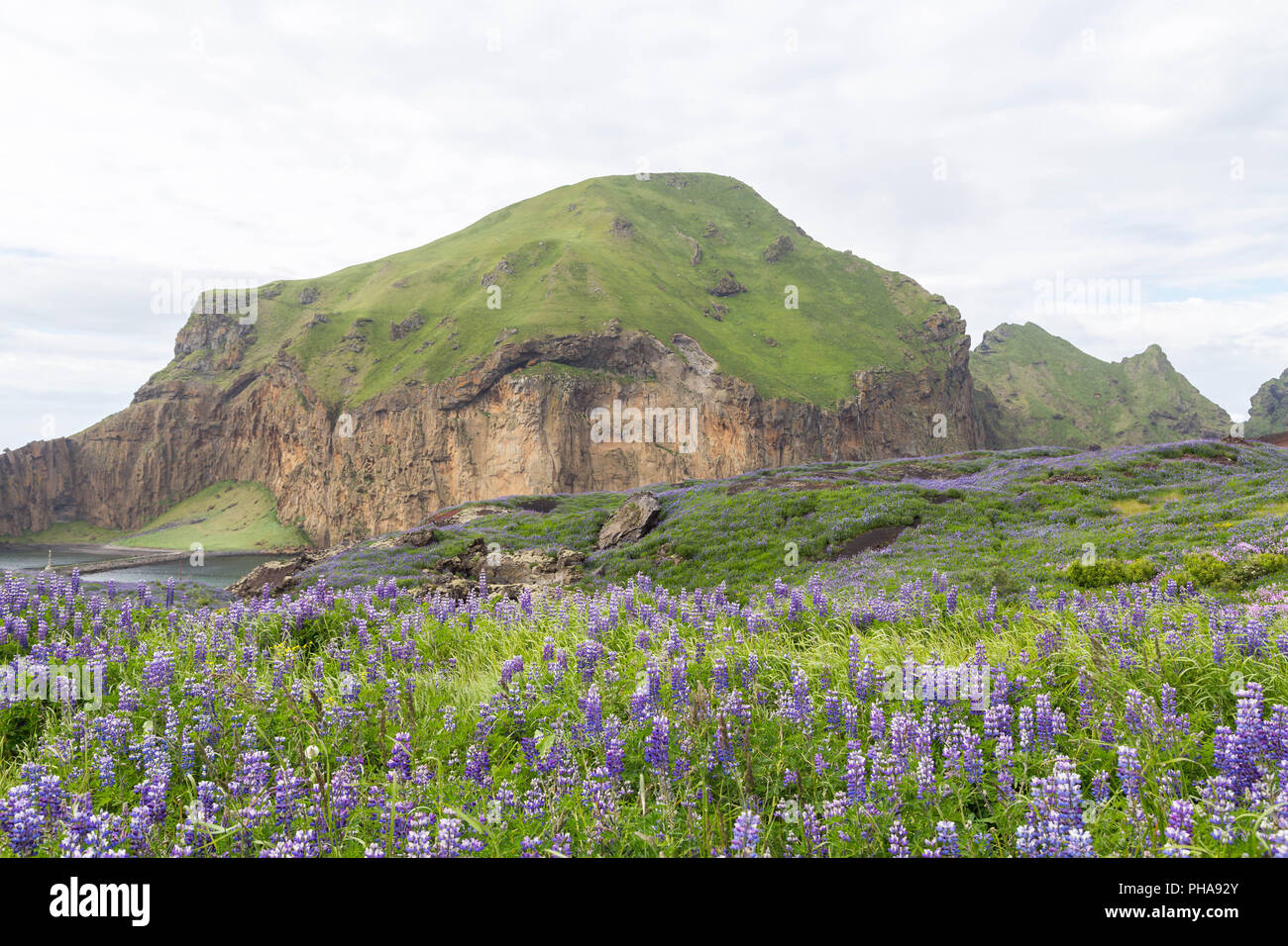 Champ lupin sur la lave, volcan Eldfell, Islande Banque D'Images