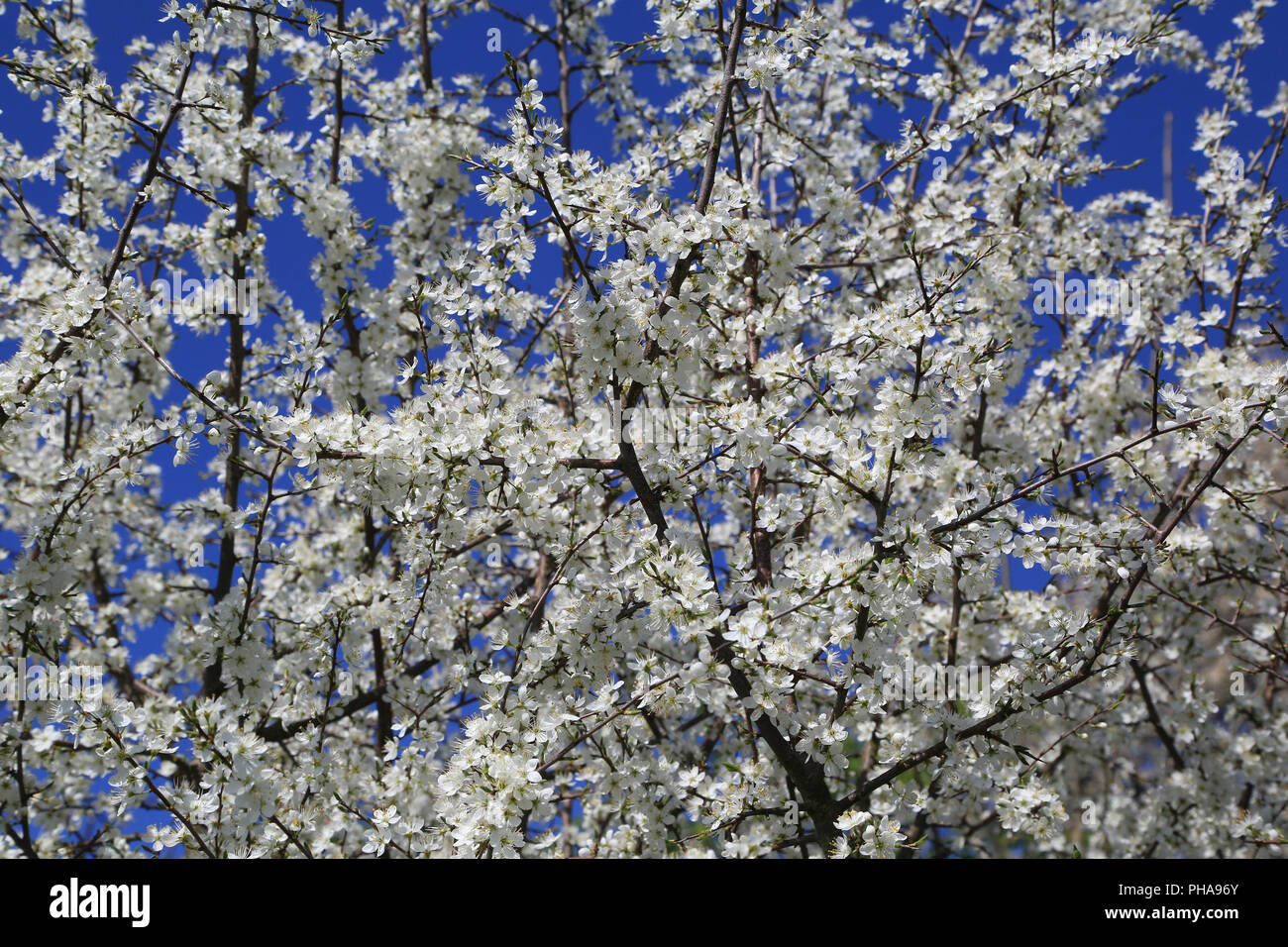 Fleurs de prunellier, Prunus spinosa Banque D'Images