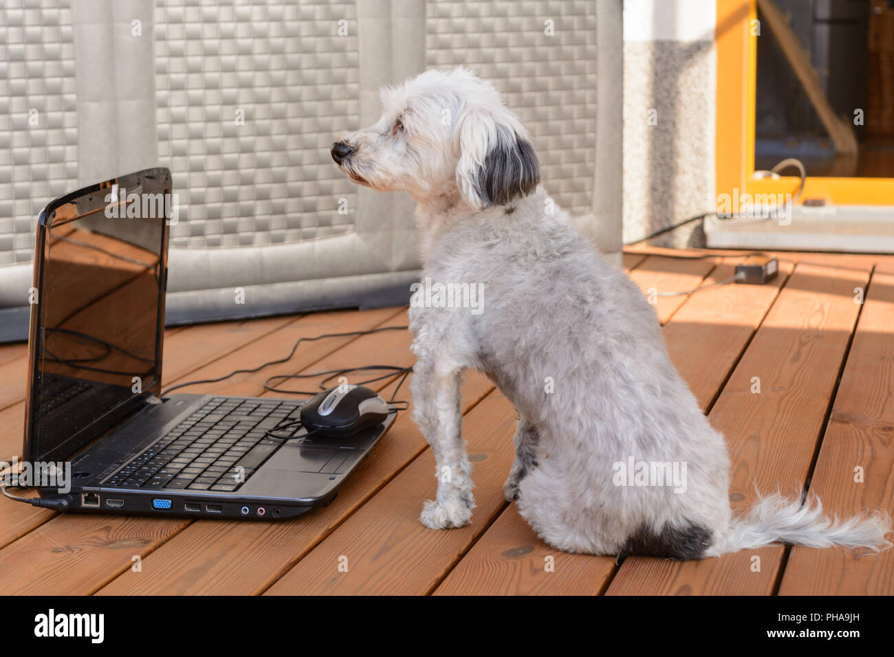 Bichon Havanais blanc curieusement assis en face d'un ordinateur portable Banque D'Images
