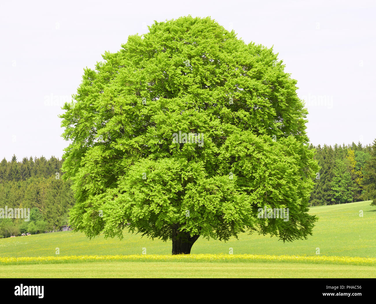 Grand vieux et seul beech tree at spring meadow Banque D'Images