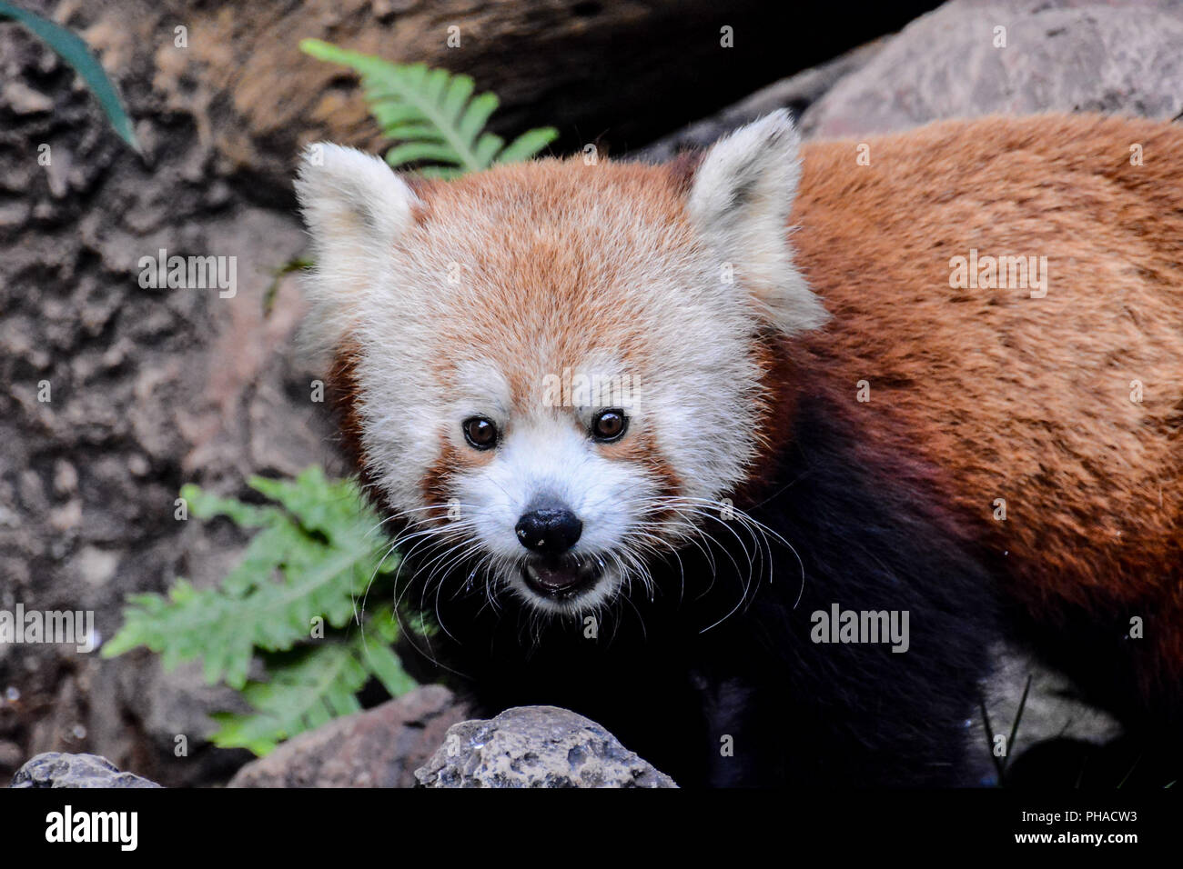 Le panda rouge Animal Mammifère Firefox Banque D'Images