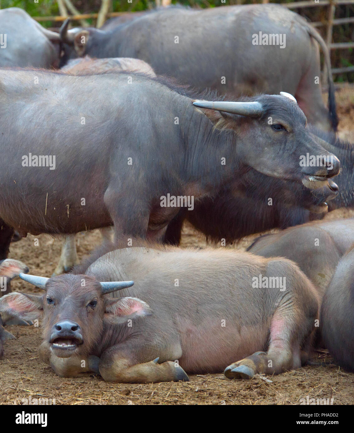 Troupeau de bisons thaï Banque D'Images