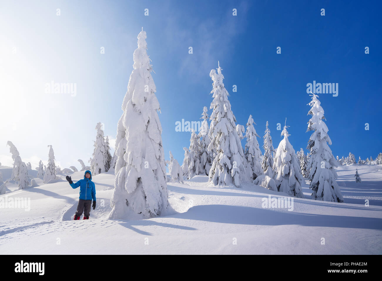 Randonnées en montagne en hiver. Sapins dans la neige. Journée ensoleillée avec ciel bleu. Vue de Noël avec des congères de neige après Banque D'Images