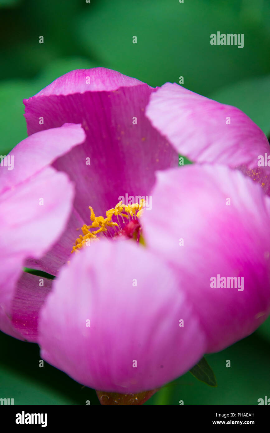 pivoine Banque D'Images