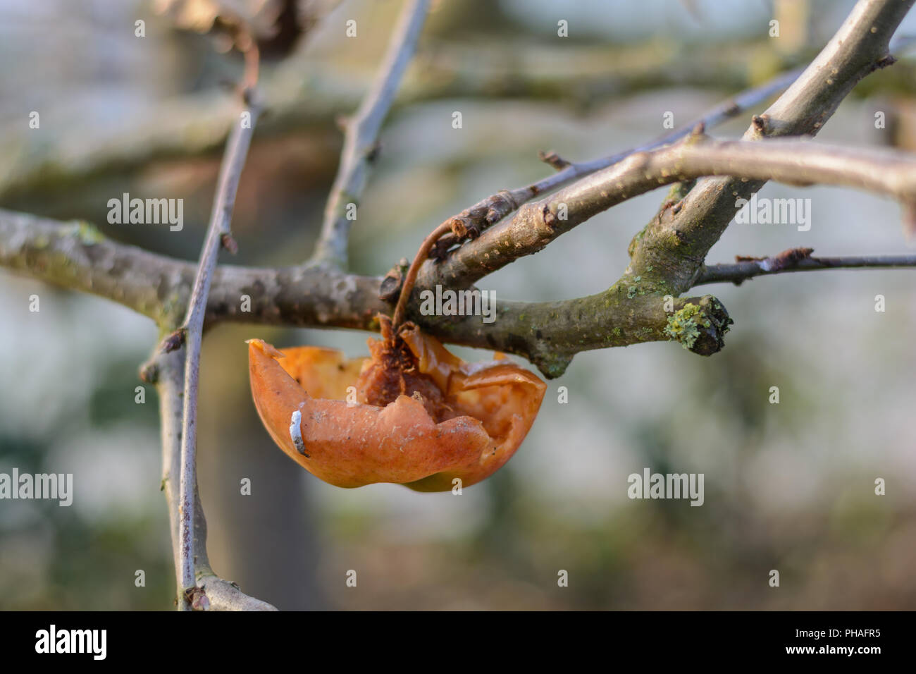 Apple pelées hanging on tree - nourrir les oiseaux en hiver Banque D'Images