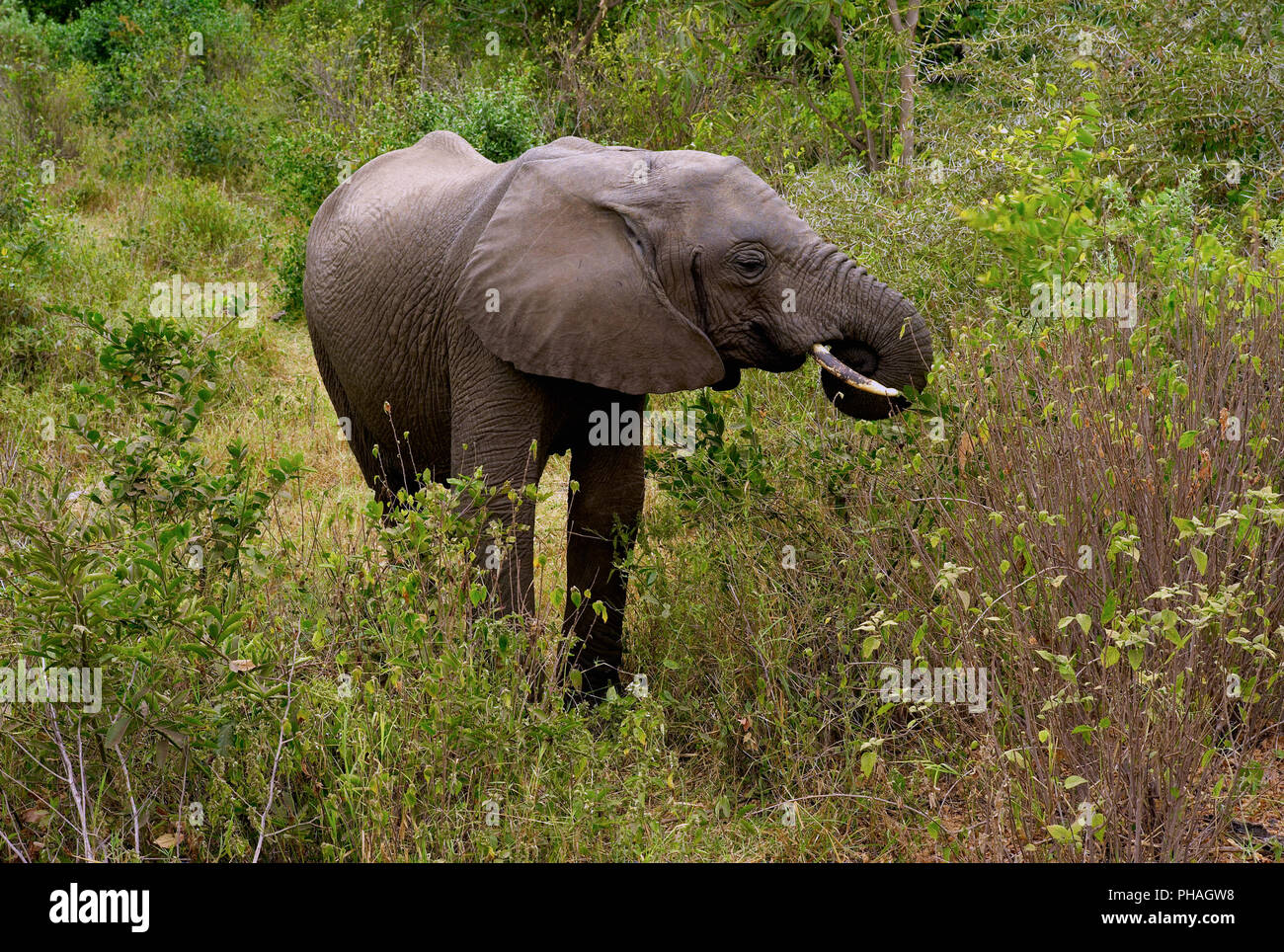 Le pâturage des éléphants dans la région de Lake Manyara National Park Banque D'Images