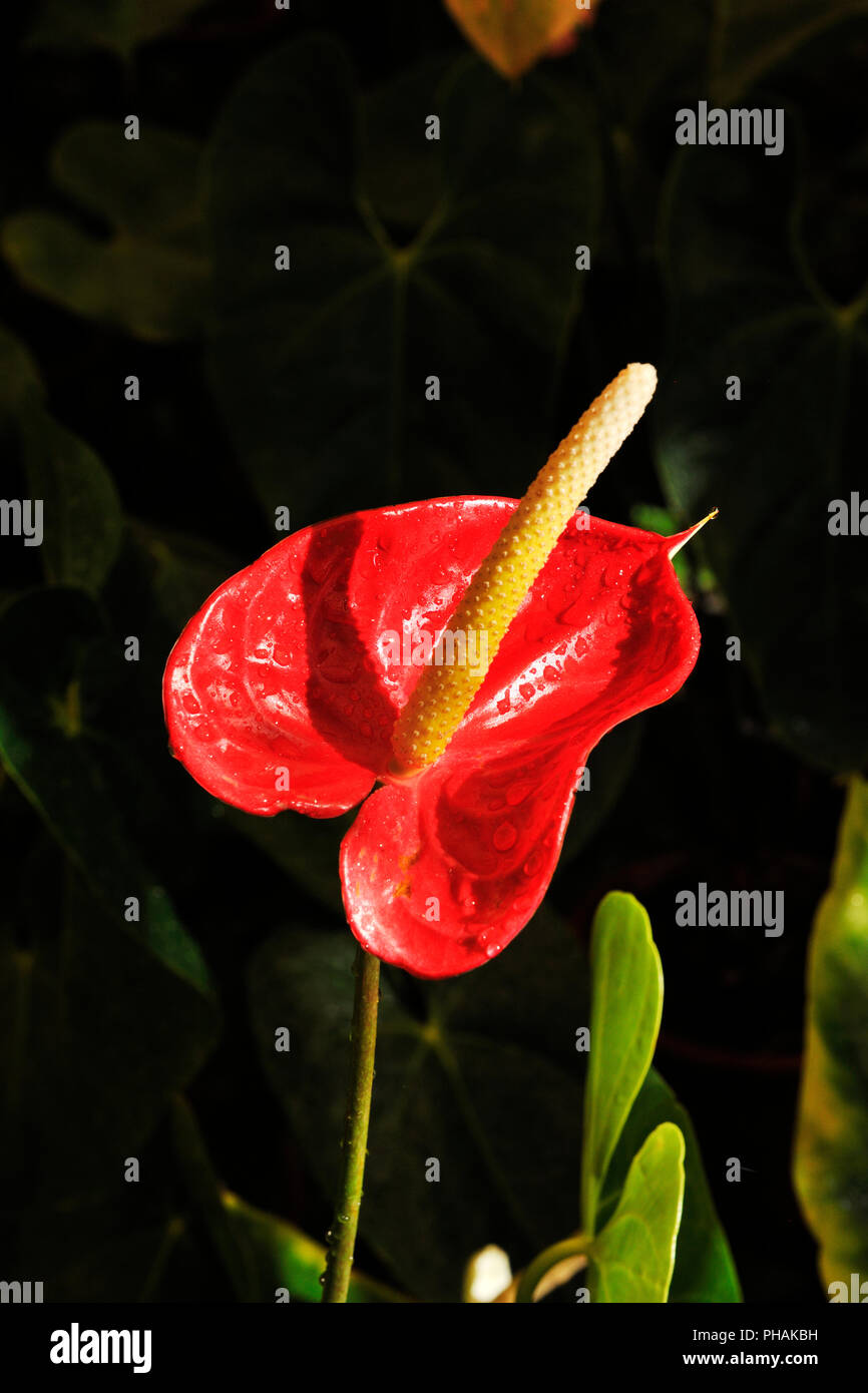 Anthurium, jardin Quinta das Cruzes. L'île de Madère. Portugal Banque D'Images Anthurium, jardin Quinta das Cruzes. L'île de Madère. Portugal Banque D'Images