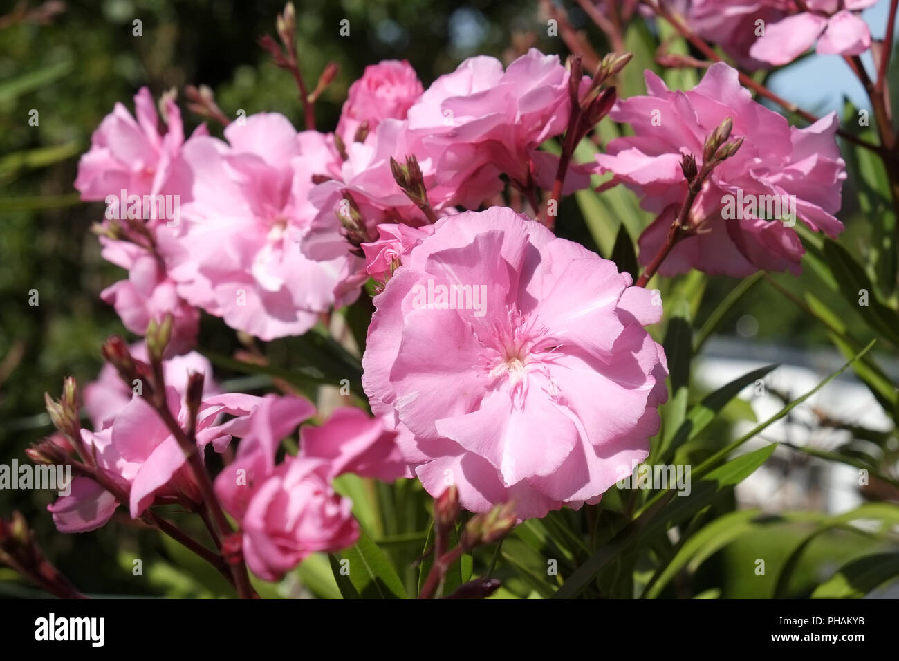 Laurier rose, fleurs doubles Banque D'Images