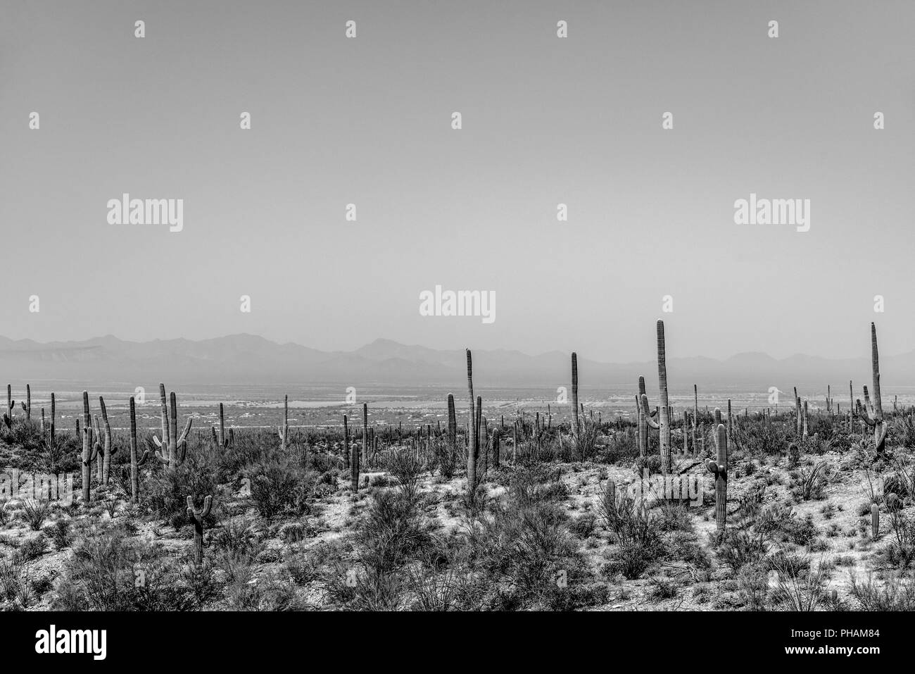 Le paysage du désert de Sonoran en noir et blanc avec des cactus. Banque D'Images