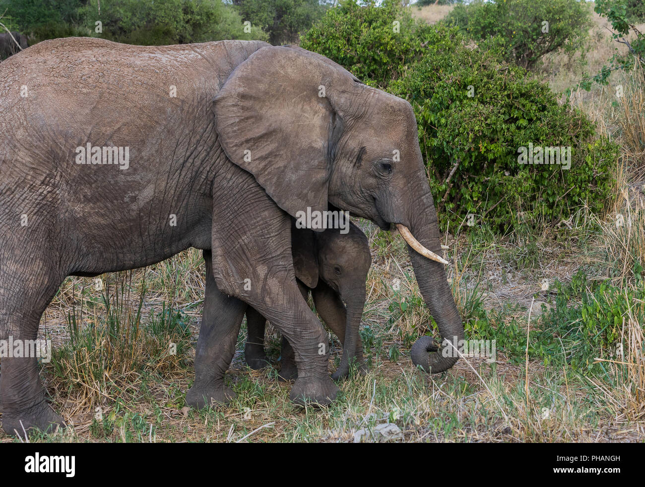 Éléphant avec sa jeune animal Banque D'Images