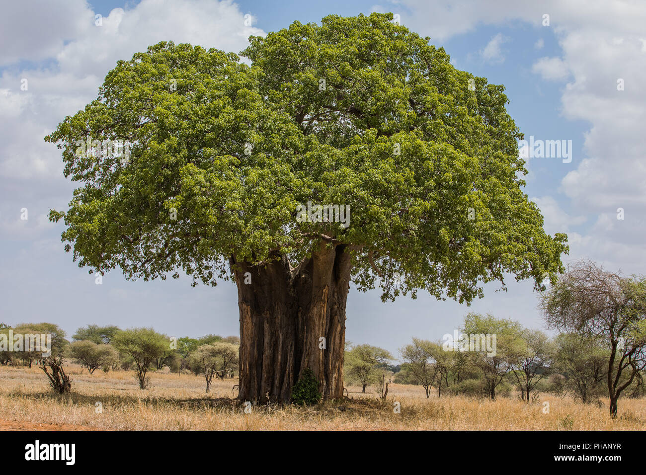 Singe de l'Afrique de l'arbre, Baobab, Adansonia Banque D'Images