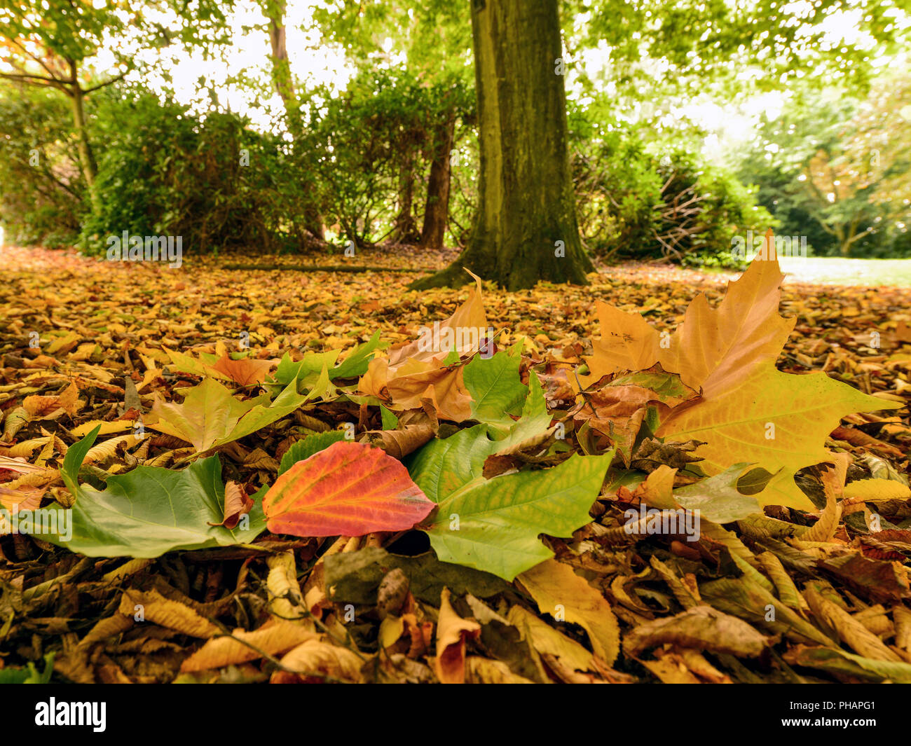 Feuilles d’automne Banque D'Images