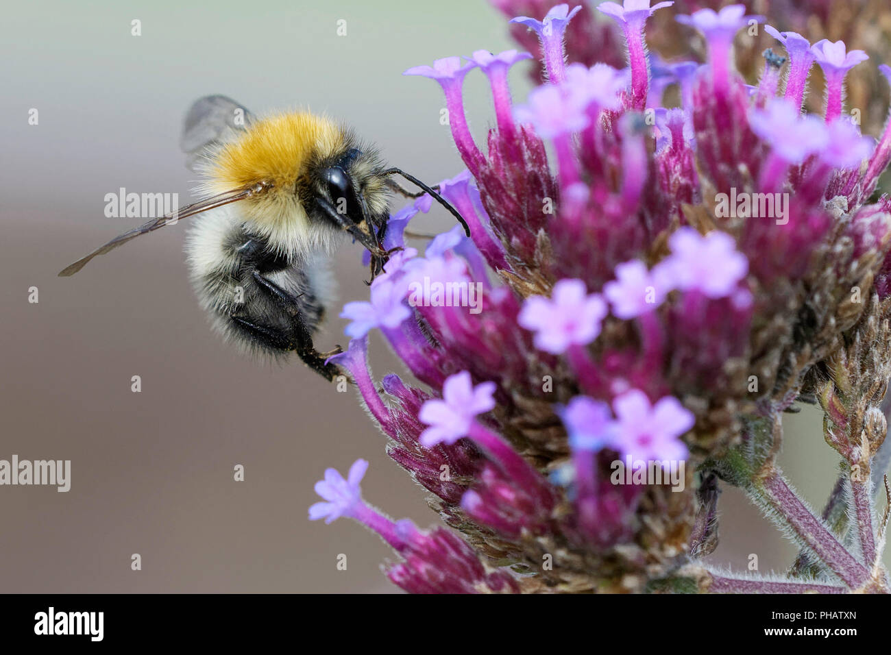 Sur l'alimentation de l'Abeille carde de verveine Bonariensis fleurs Banque D'Images