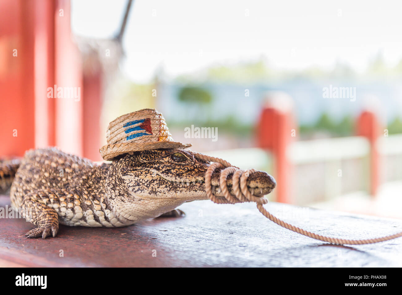 Anciennement disparition crocodile cubain produit avec succès dans l'élevage farm, aujourd'hui vendus comme souvenirs farcis. Banque D'Images