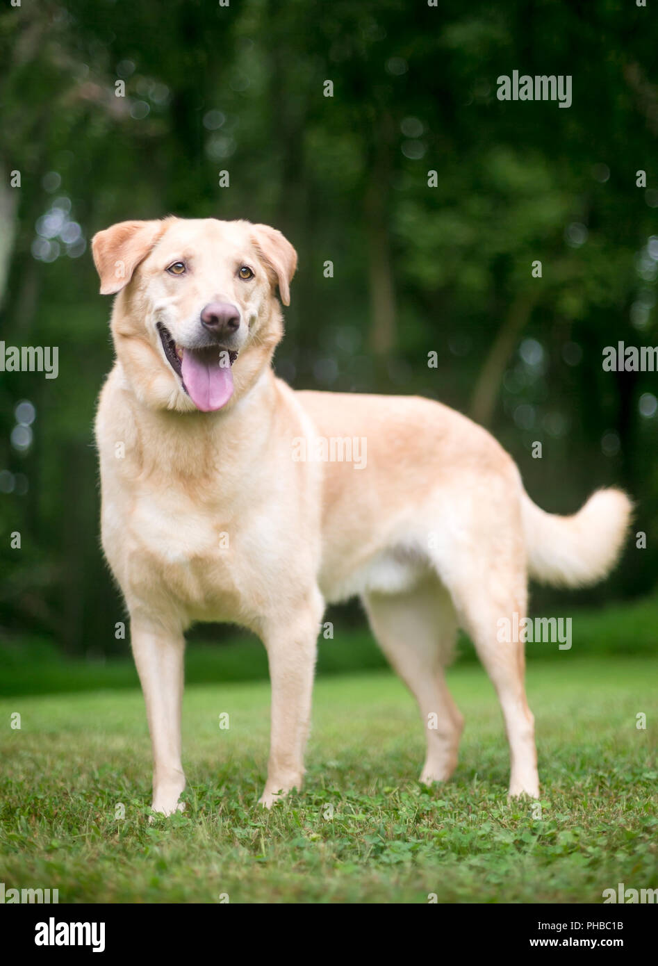 Jaune un Labrador Retriever dog standing en plein air avec une expression heureuse Banque D'Images