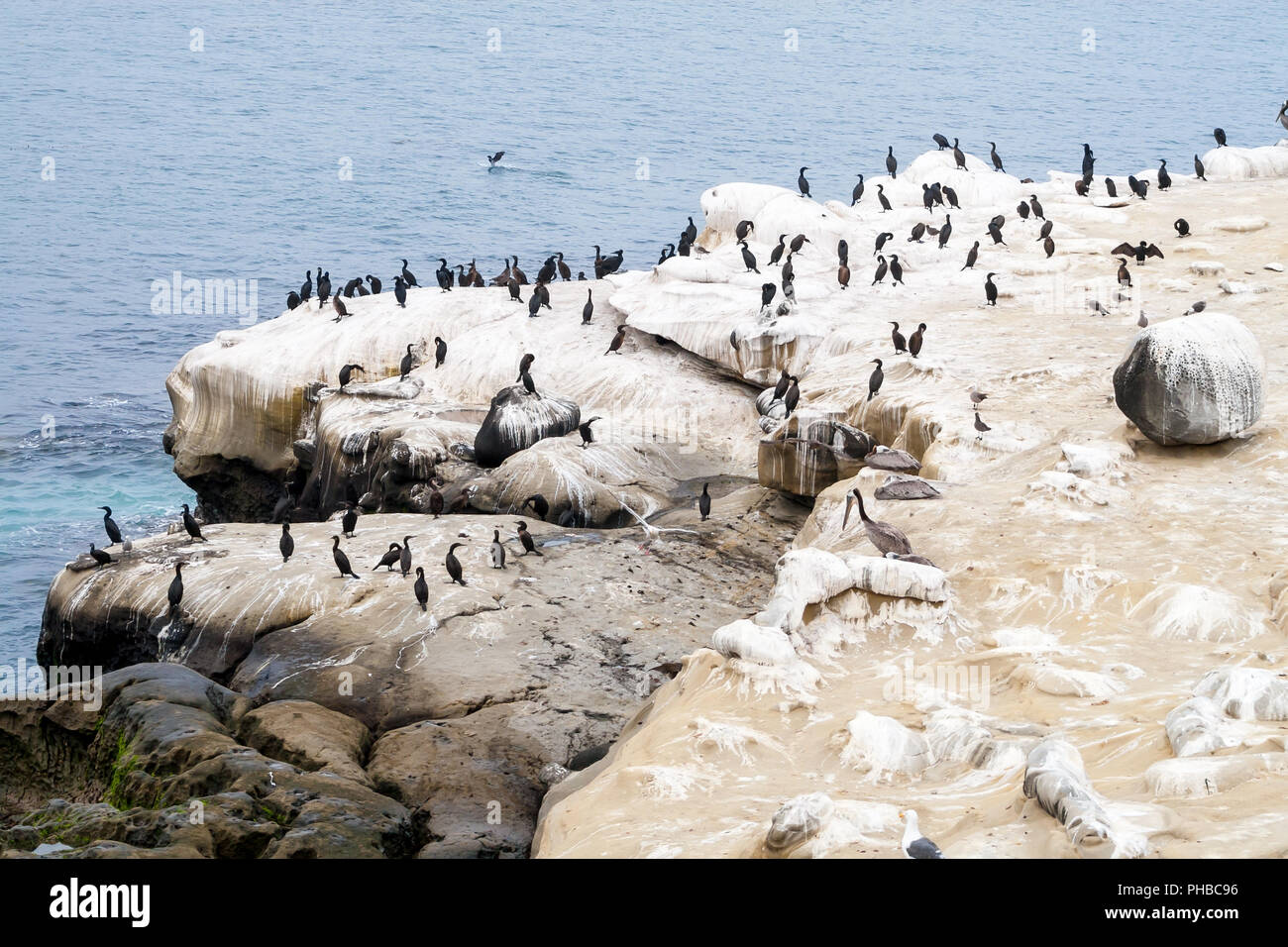 Le cormoran à aigrettes (Phalacrocorax auritus) à La Jolla, Californie Banque D'Images