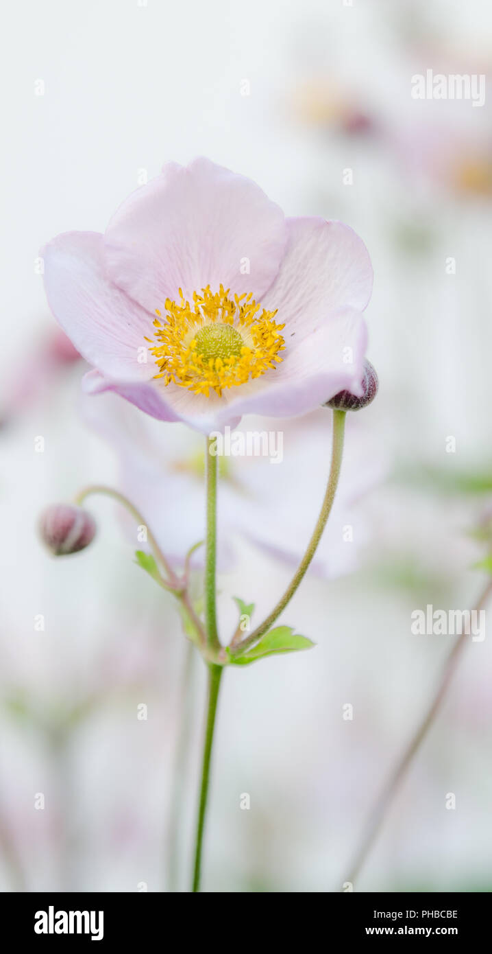 Fleur rose pâle anémone Japonaise, close-up Banque D'Images