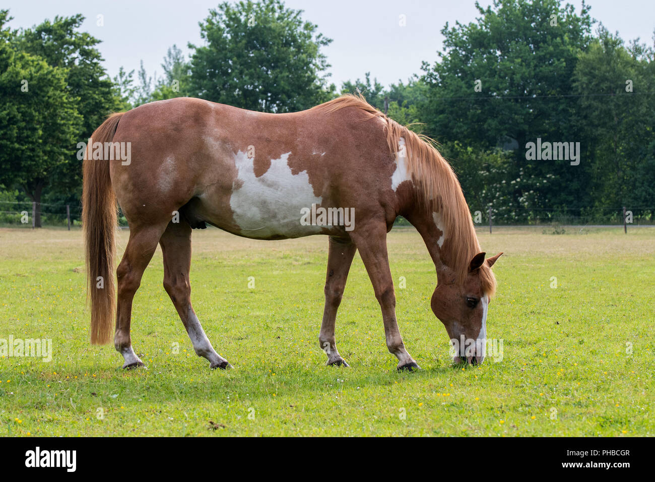 Paint Horse Banque D'Images