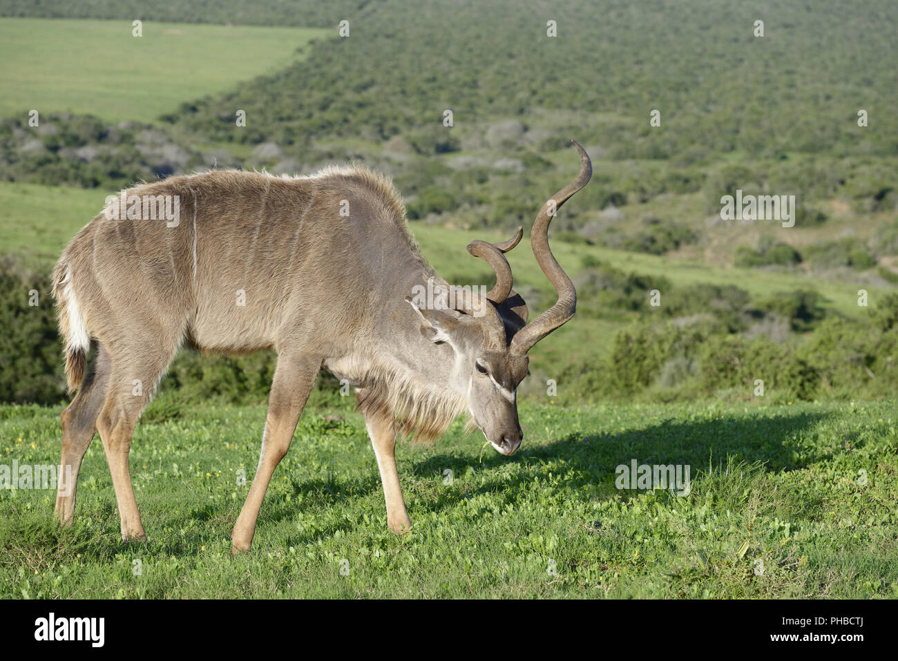 Grand Koudou, Addo Elephant National Park Banque D'Images