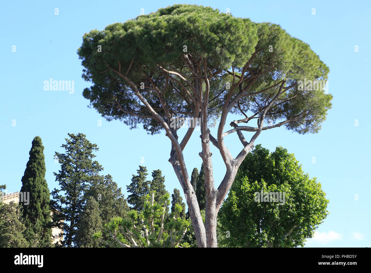 Pine, Pinus pinea Pierre Banque D'Images