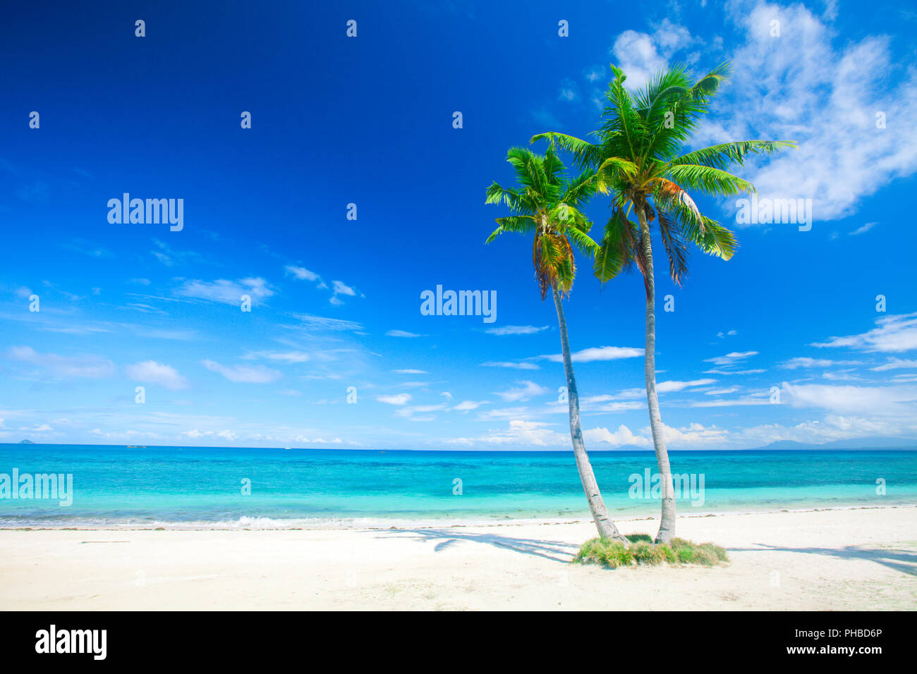 Plage tropicale avec cocotier Banque D'Images