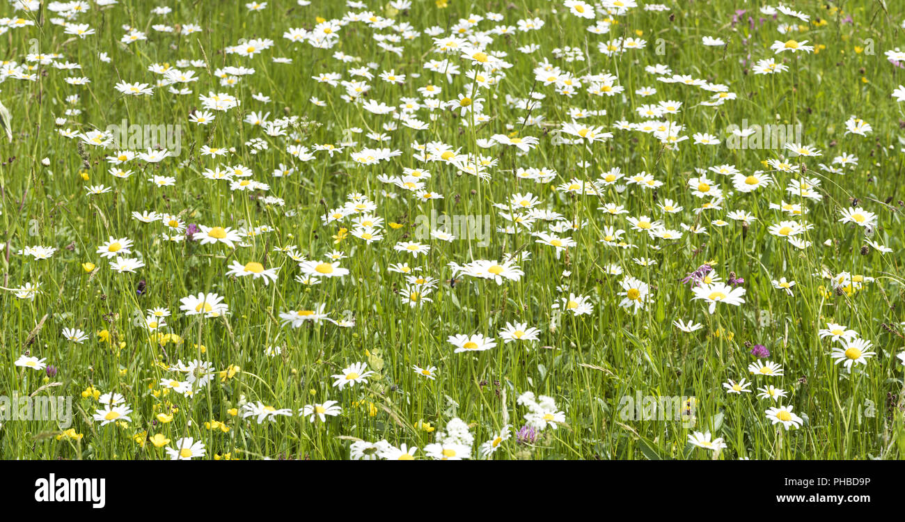 Scène de panorama prairie avec beaucoup de fleurs au printemps Banque D'Images