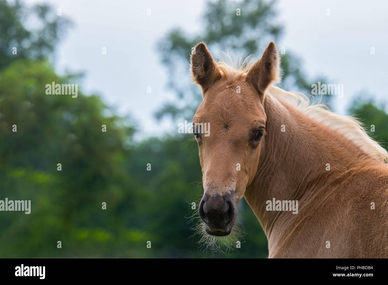 Poulain Quarter Horse Banque D'Images