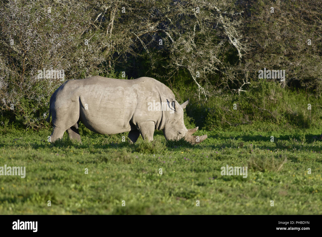 Rhinocéros blanc, Afrique du Sud Banque D'Images