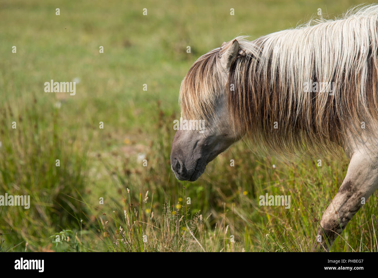 Cheval Konik Banque D'Images