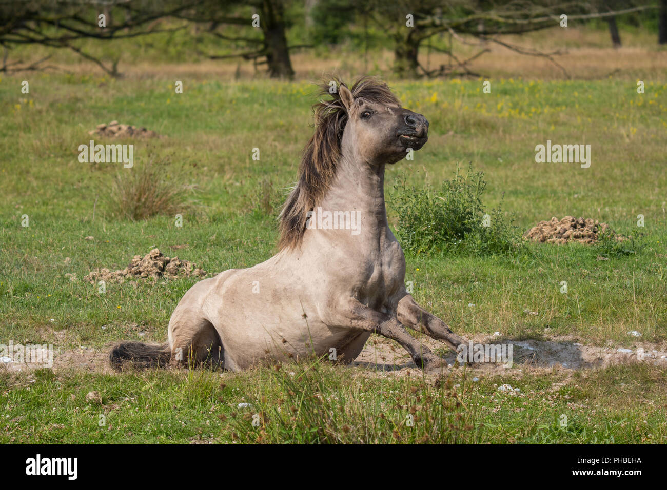 Konik sur le pâturage Banque D'Images