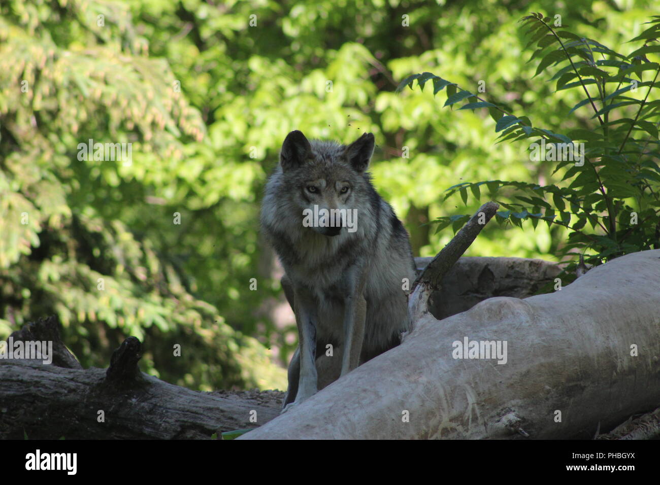 Loup gris du Mexique d'assurer une veille sur le dessus d'une pile de journaux. Banque D'Images