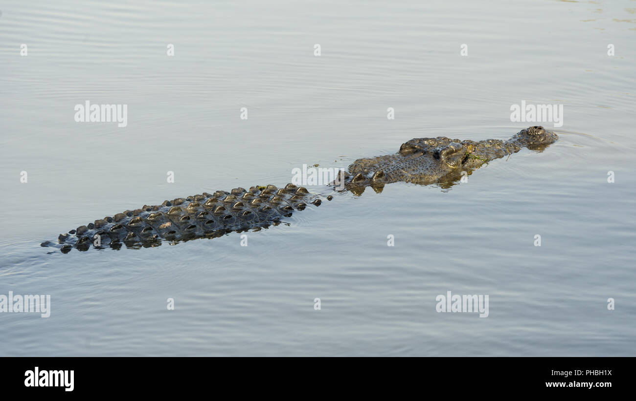 Saltwater Crocodile, fleuve jaune, de l'Australie Banque D'Images