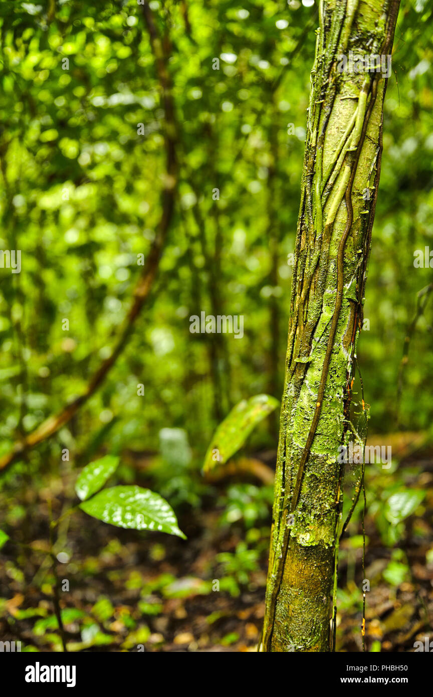 Bosque del Cabo rain forest, Costa Rica Banque D'Images