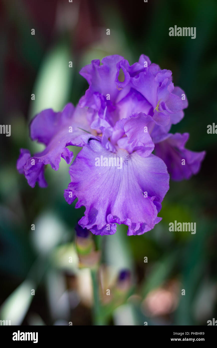 La photo en gros plan d'un iris fleur, pris à Lancaster, Massachusetts. Banque D'Images