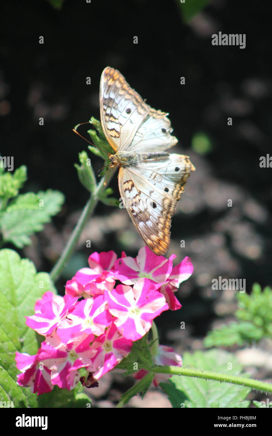 Papillon Paon blanc se reposant au-dessus des fleurs Cherryburst Banque D'Images