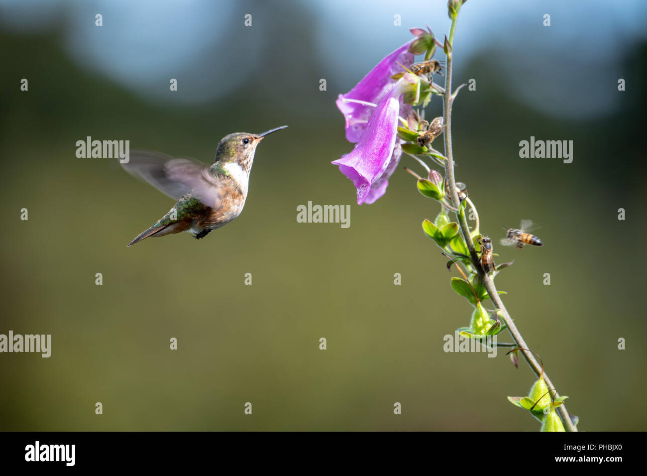 Volcan mâle (colibri Selasphorus flammula) au Costa Rica Banque D'Images