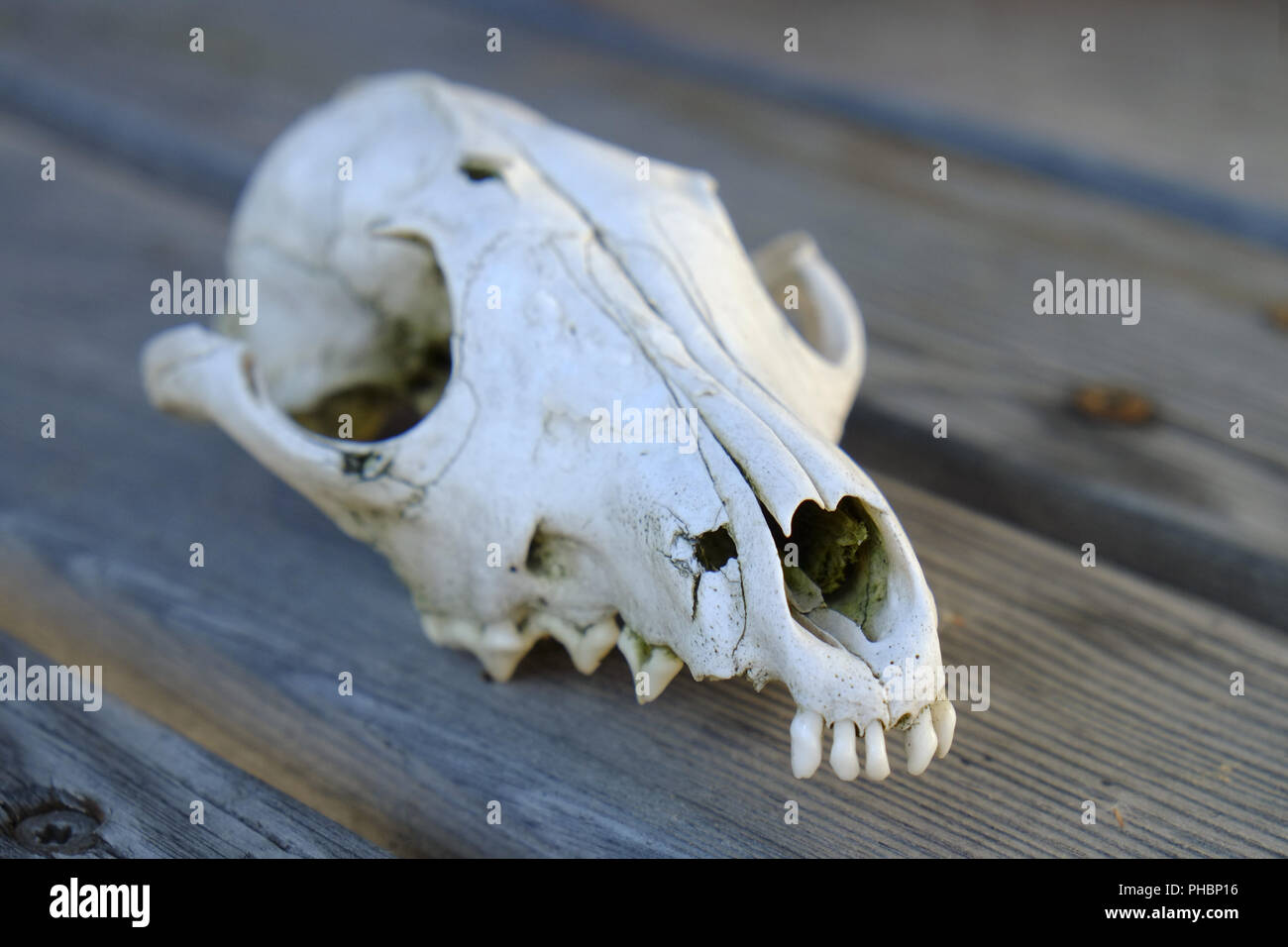 Crâne Crâne de chien, animal Banque D'Images